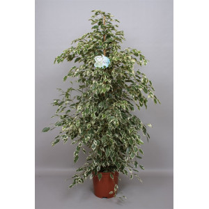 Фикус бенджамина Твилайт 135 см.